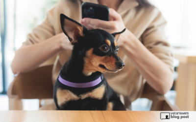 The Hidden Cost of Sending Your Veterinary Clients Elsewhere Online